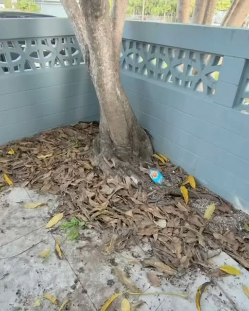 Leaves and debris around a planting area.